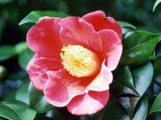 �c�o�L�̎ʐ^1