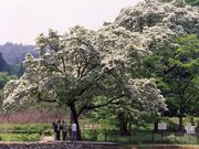 �q�g�c�o�^�S�����n�̎ʐ^1