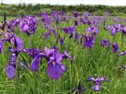 �m�n�i�V���E�u�Q���̎ʐ^2