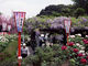 箭弓稲荷神社のぼたんの写真4