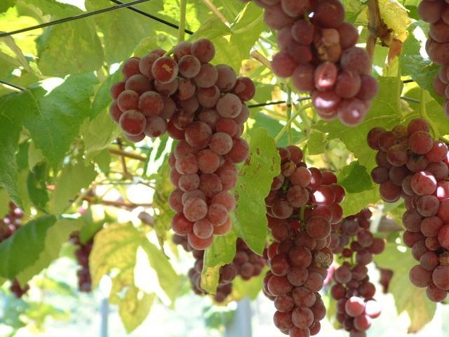 �]�s���̊ό��ʎ����̎ʐ^1