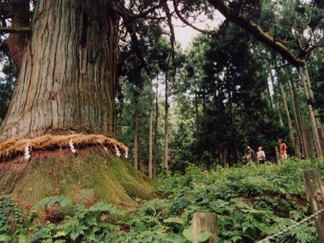 �R�܏\��̋ʐ��̎ʐ^1