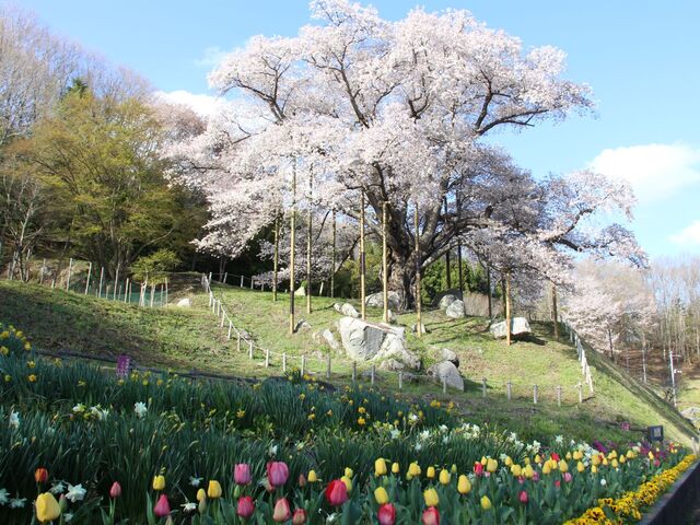 �z��̃T�N���̎ʐ^1