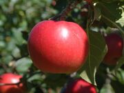 �]�s���̊ό��ʎ����̎ʐ^2