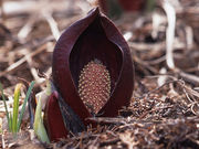 �U�[�����Q���n�̎ʐ^1