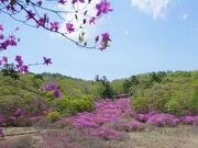 ���������̎ʐ^4