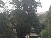 ዷP_Ђ̃IK^}mL̎ʐ^2