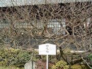 �������̉痴�~�̎ʐ^1