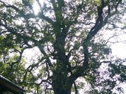 �Z���_�Ђ̑叾�̎ʐ^3