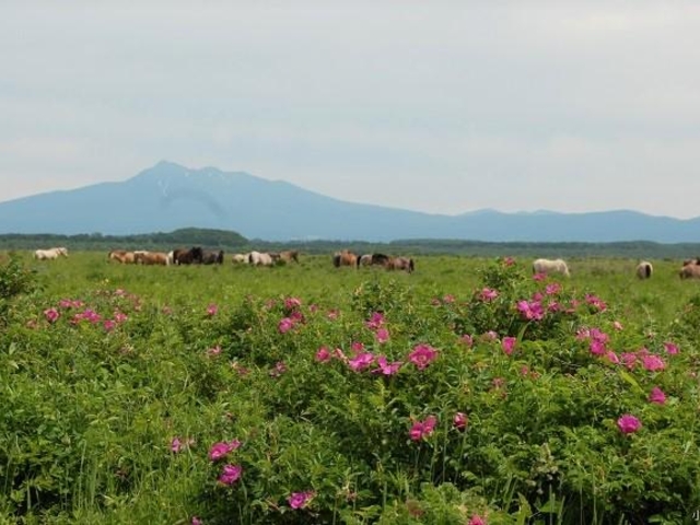 �����ԉ��q��_�����ԉ��q��