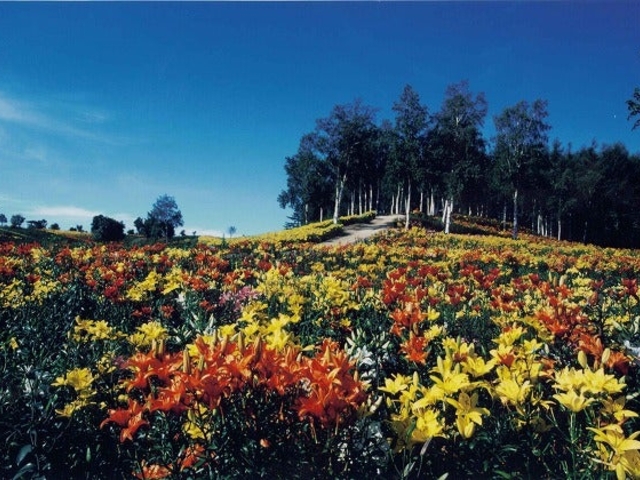 ���̋������݂������[�p�[�N