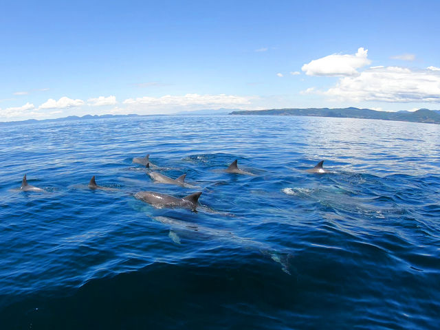 美しい景色と美しいイルカたちに感動と興奮の非日常の世界_南島原イルカウオッチング