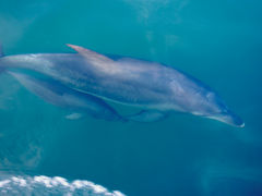 春から夏にかけては親子のイルカが泳いでいる姿が見れます_南島原イルカウオッチング