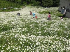 �������SouGo�@�J�~�c���������̃J���~�[���̎ʐ^1