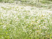 SouGo@J~c̃J~[̎ʐ^3