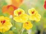 �n�[�u�V���b�v�@YOU�f���̎ʐ^2