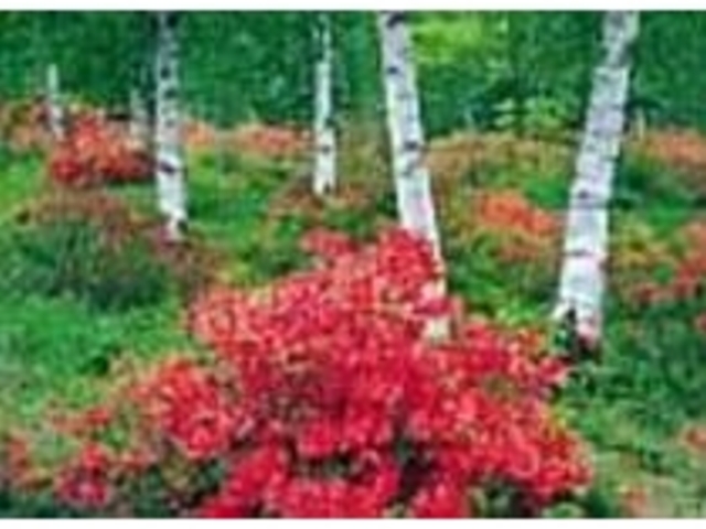 �����т̒����Ȃǂ̑N�₩�ȉԂ��炭_����䍂�����R��