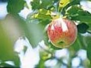 ������񂲉��̎ʐ^2