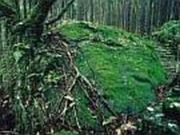 �~���΂̎ʐ^1