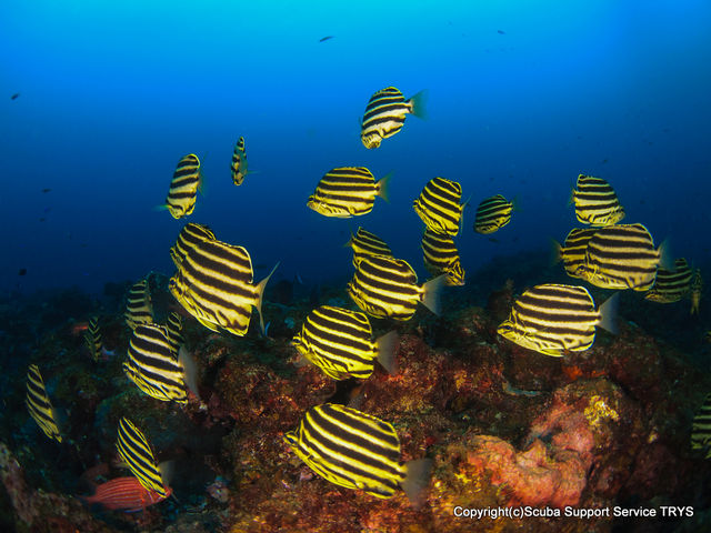 �X�N�[�o�T�|�[�g�T�[�r�XTRYS