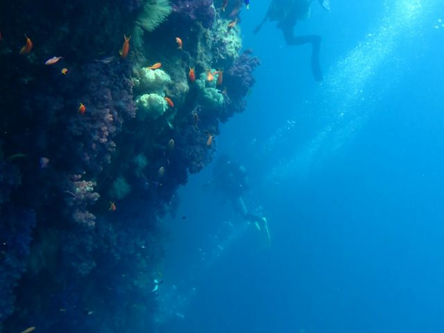 �吣�{�[�g�_�C�r���O_�A�N�A�g���b�v�_�C�r���O