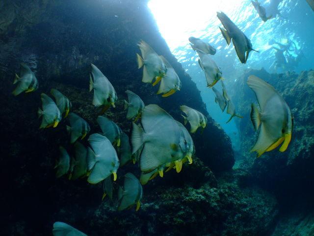 �c�o���E�I�͉����猩��ƃc�o���Ɍ�����炵���B_��������