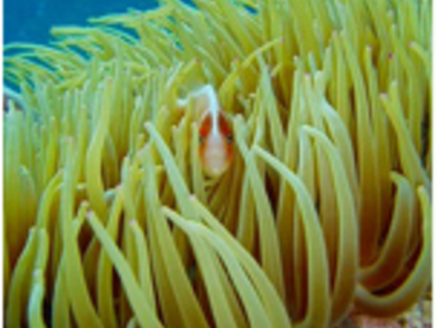 �Ԃт�N�}�m�~�̌ꌹ�͂�����Ƃ��킢�����Șb_��������