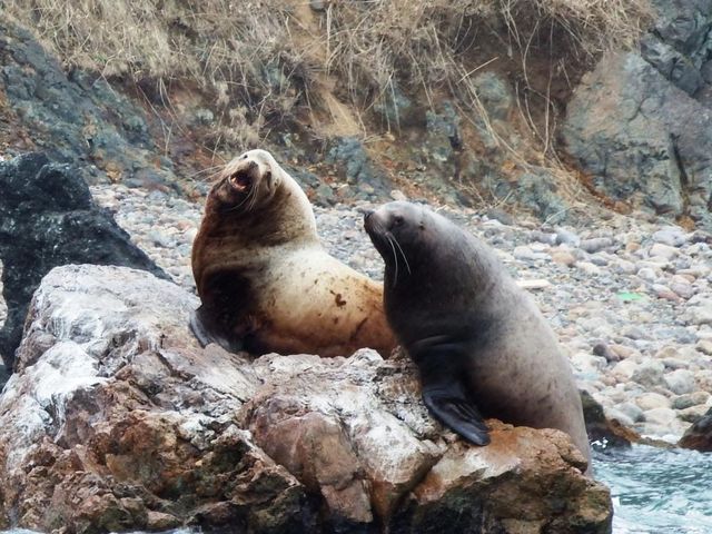 �܂����Ŗi����g�h�͑唗�́I_���M�̓��A�N���[�Y