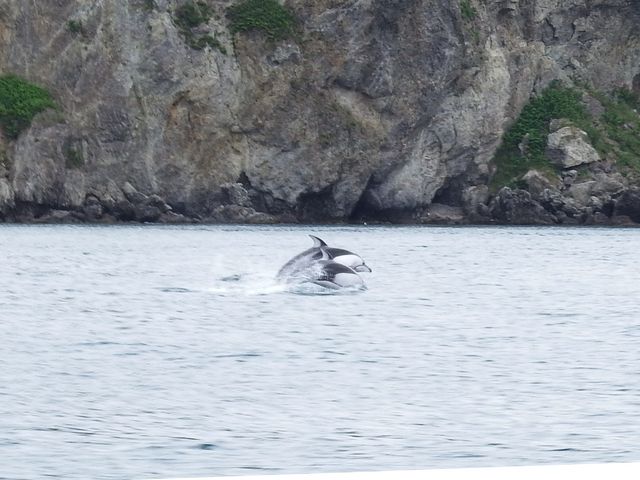 �g�h�Ɠ���ւ��ɃC���J���o��I_���M�̓��A�N���[�Y