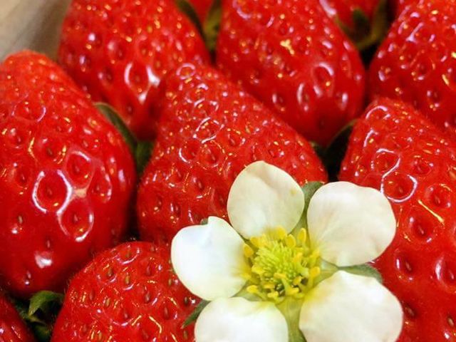 �����܃n�[�x�X�g