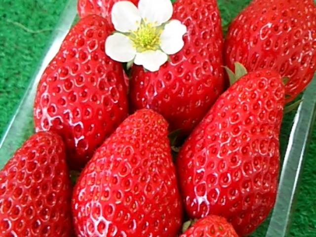 �����܃n�[�x�X�g