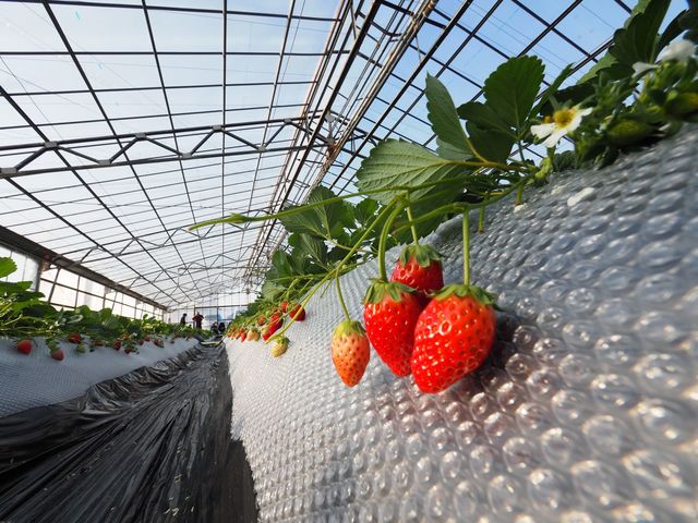 �����܃n�[�x�X�g