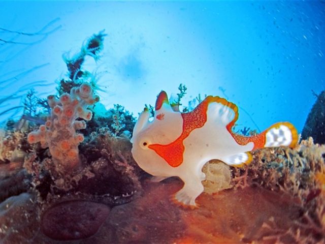 �Ƃ��Ă��t�����h���[�ȋ������B
�F�����₩�ł��킢�����B������������̂������̊C�̗ǂ��Ƃ����_�}�����@�N���G�C�g�@��c