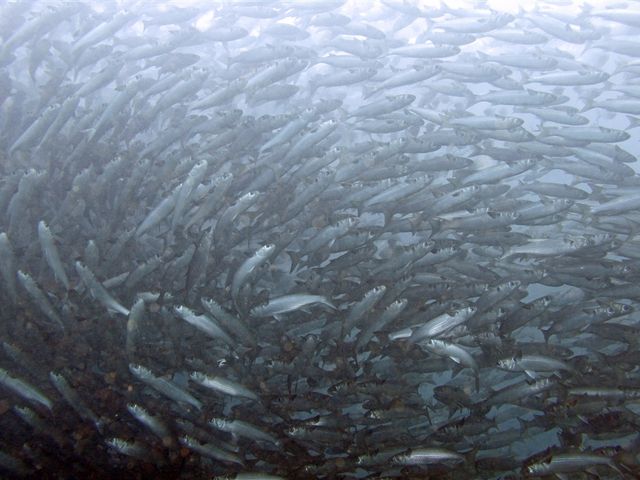 ���Ă̌����i�݂��́j�I
80cm���{���̑��V�I
���������̃{���̌Q��Ɉ����ł��B
���Ј͂܂�ĉ�����_�}�����@�N���G�C�g�@��c