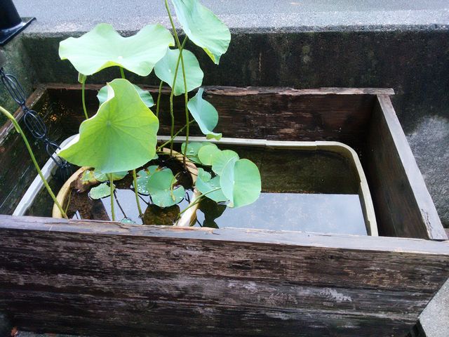 �J�~���m�H�[ �ɐ�������