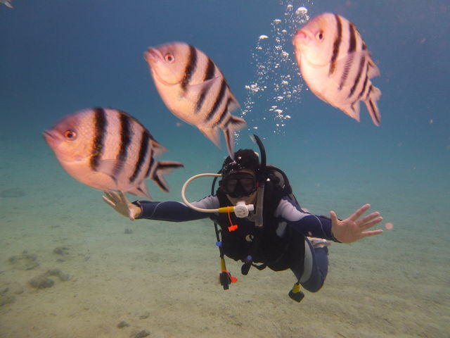 ����C�_�C�o�[�Y