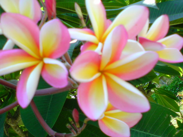 ����C�_�C�o�[�Y