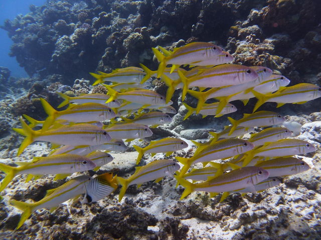 ����C�_�C�o�[�Y