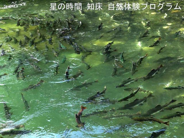 ���̑k���8�����{����10���܂ł�������ł�_�m�����R�̌��v���O�������̎���