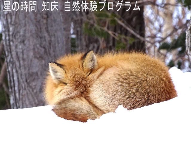 �����Ă���L�c�l�������܂���_�m�����R�̌��v���O�������̎���