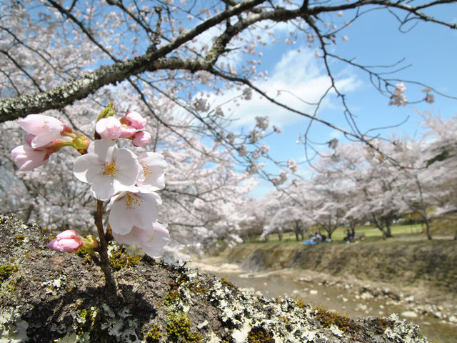 ���̋G�߂̓p�����Ԍ��H�H_�s�`�j�p���O���C�_�[�X�N�[��