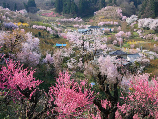 �y�Ԍ��R�����܂ŎԂŖ�30���I�z����4�����{�̍��Ɠ����ꏏ�ɍ炭�����������߁B_�Ԍ��n�C�����h�z�e��