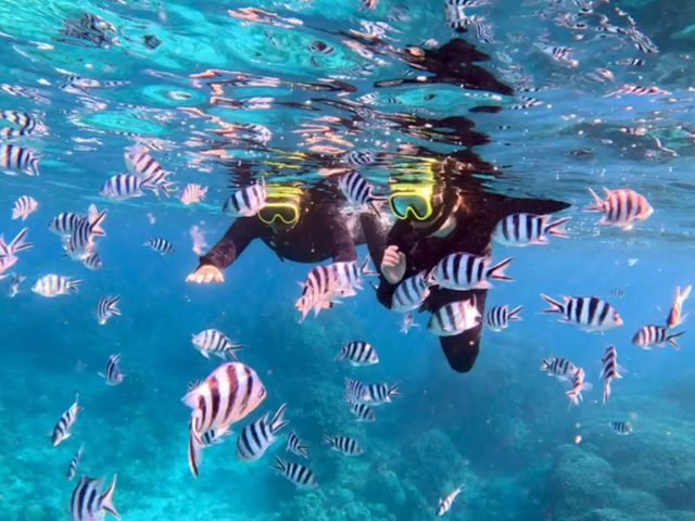 SeaChan�Ί_��