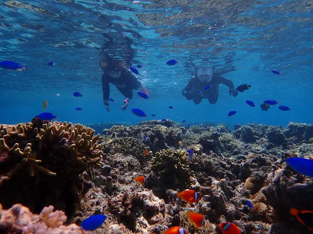 石垣島の海中に広がるサンゴ礁と熱帯魚