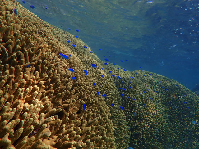 に初値下げ！ 珊瑚礁 青珊瑚 ブルーコーラル - 通販 - www