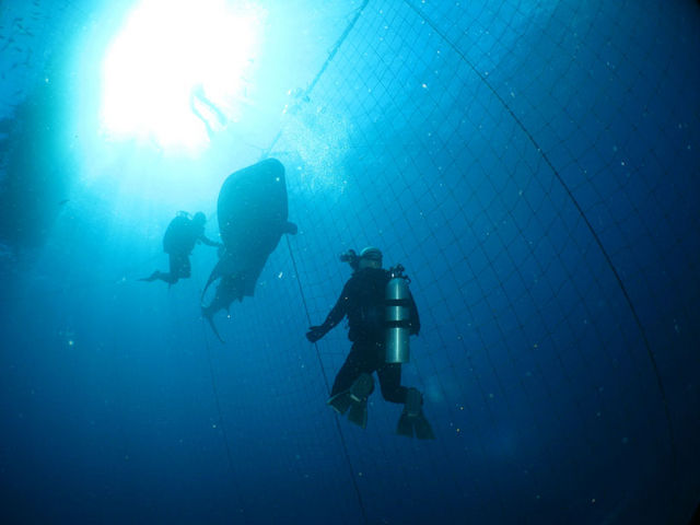 �w�W���x�G�U���_�C�r���O�x�l�q_�u���[�|�G��