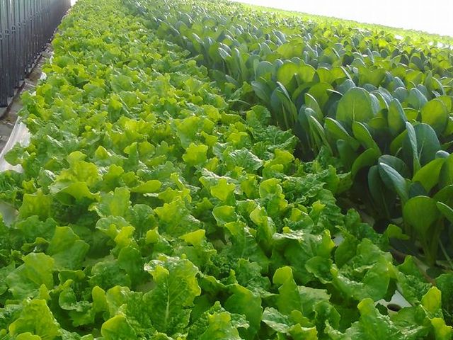 �Ă������ӂ��[�ށ@�K���ؑ]���_��