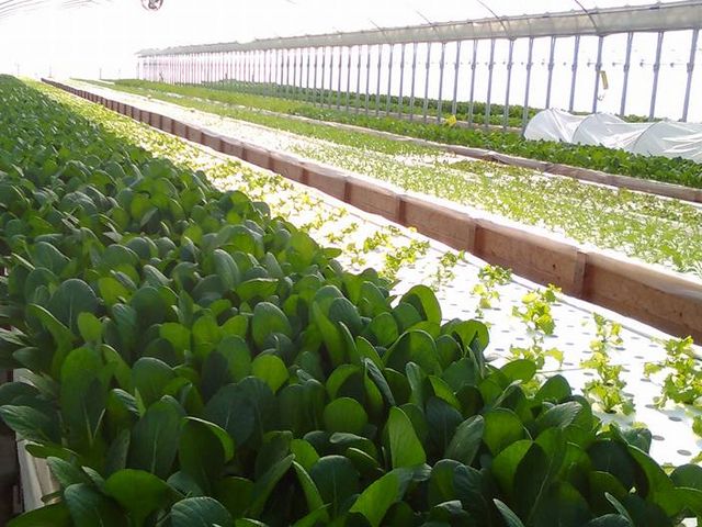 �Ă������ӂ��[�ށ@�K���ؑ]���_��