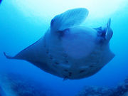 _CrOZ^[@MOSSDIVERS̎ʐ^2