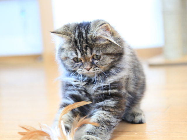 �h�b�O�T���� �r�[�N���u ����